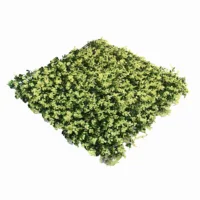 Pratrum Jardin 50x50 Atlanta